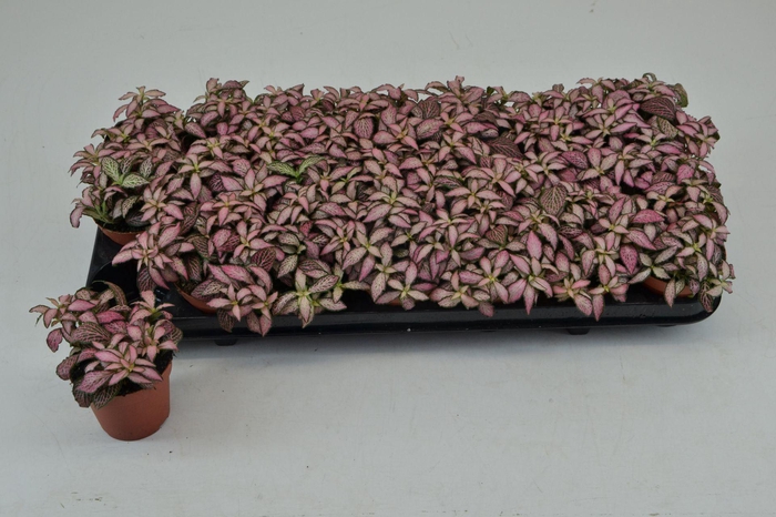 <h4>Fittonia Mosaic Zalm Forest Flame</h4>