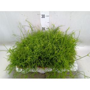 Rhipsalis cassutha