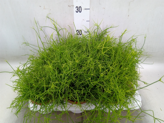 <h4>Rhipsalis cassutha</h4>