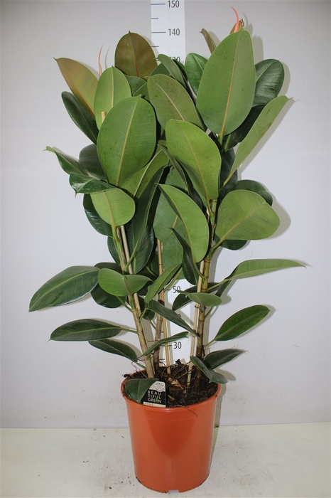 <h4>Ficus Robusta 3pp</h4>