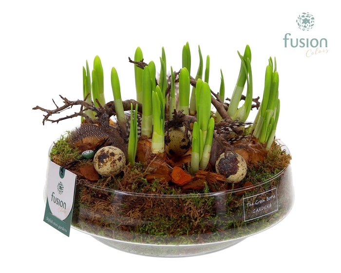 <h4>Green Bottle Iris Large met Pasen arrangement</h4>