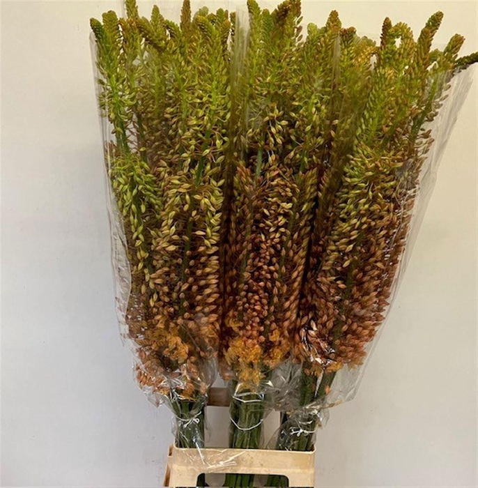 <h4>EREMURUS RUITER</h4>