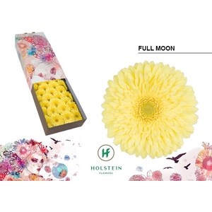 Gerbera Full Moon