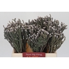 Kaaps Groen Silver Brunia