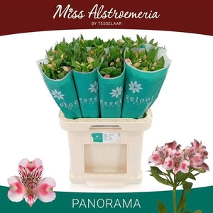 ALSTROEMERIA PANORAMA 40GR