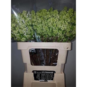 Syr V Mme Fl Stepman 4 Kop