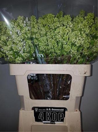 <h4>Syr V Mme Fl Stepman 4 Kop</h4>