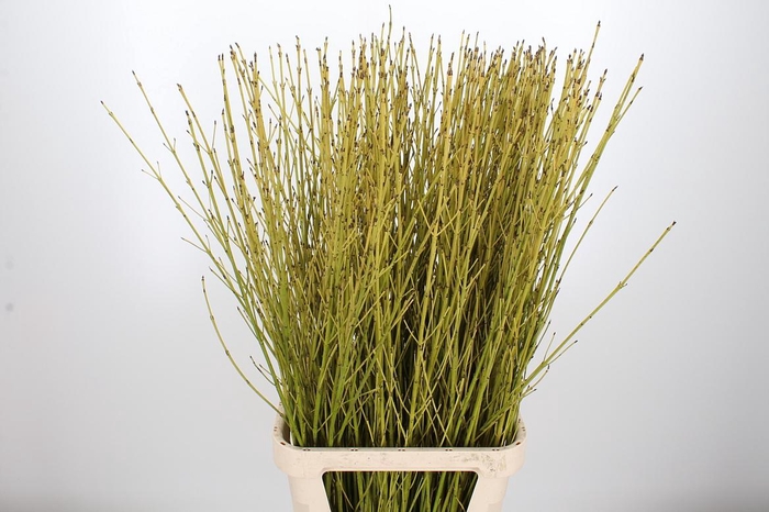 <h4>Cornus Flaviaalmea</h4>