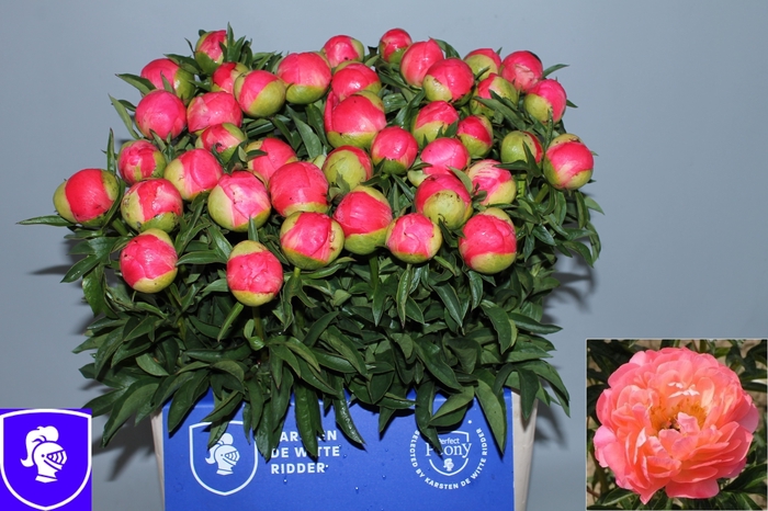 <h4>PAEO CORAL SUNSET</h4>