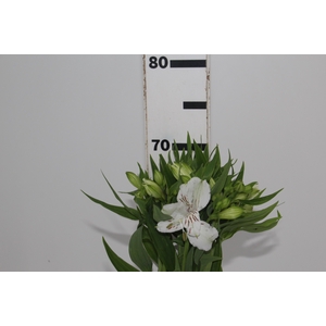 ALST. WHITNEY 070 CM