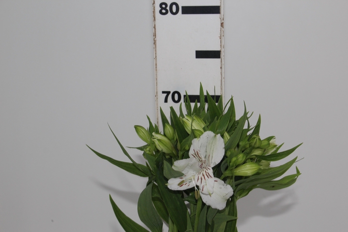 ALST. WHITNEY 070 CM