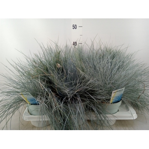 Festuca glauca 'Intens Blue'