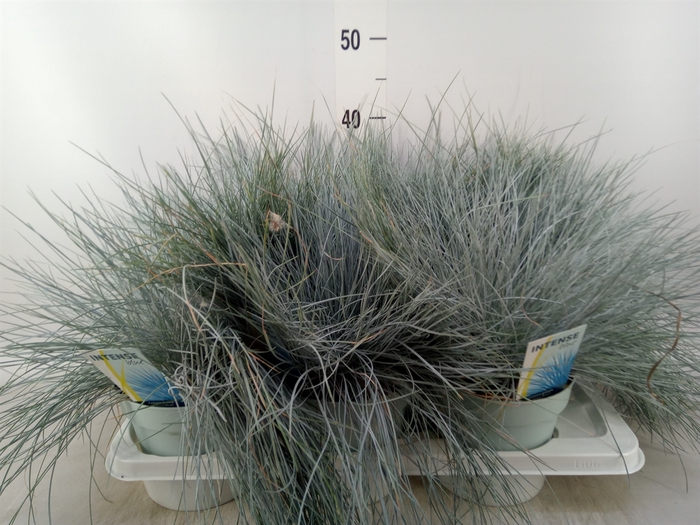 <h4>Festuca glauca 'Intens Blue'</h4>
