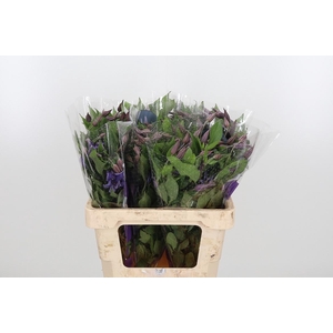 Clem Di Bl Pirouette