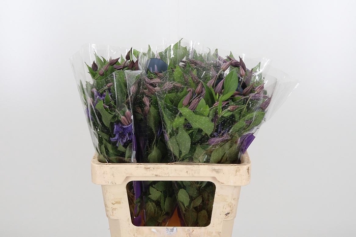 <h4>Clem Di Bl Pirouette</h4>