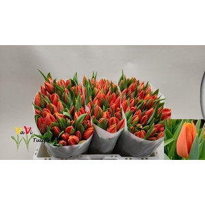 TU EN PR CATH-AMALIA