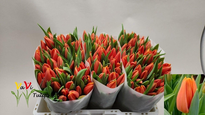 <h4>TU EN PR CATH-AMALIA</h4>