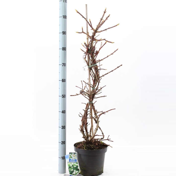 Hydrangea anomala petiolaris