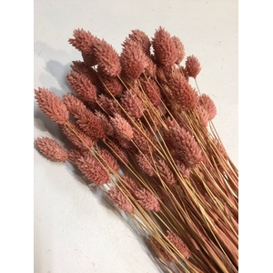 DRIED FLOWERS - PHALARIS HAZELNOOT