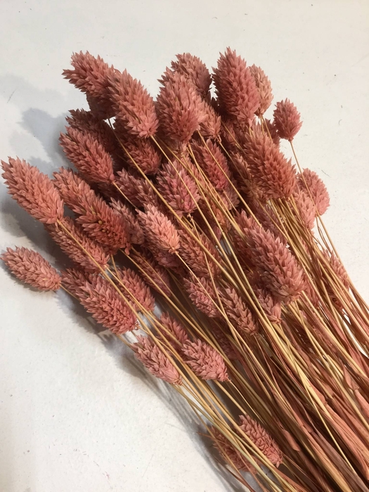 DRIED FLOWERS - PHALARIS HAZELNOOT