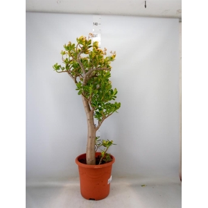 Crassula ovata 'Sunset'