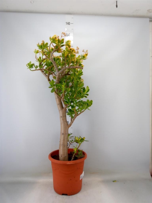 <h4>Crassula ovata 'Sunset'</h4>
