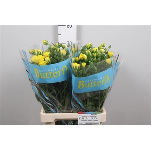 Ran Butterfly Phytalos