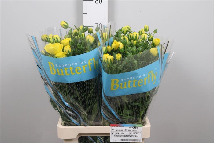 <h4>Ran Butterfly Phytalos</h4>