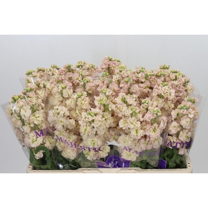 Matthiola incana 'Impala Apricot'
