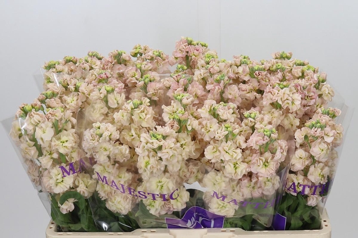 <h4>Matthiola incana 'Impala Apricot'</h4>