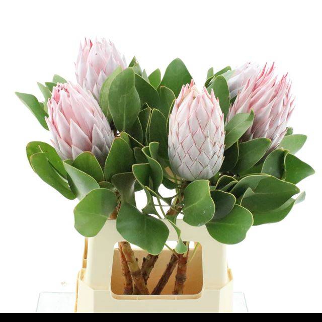 <h4>PROTEA CYNAROIDES</h4>