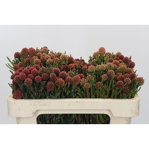 Kaaps Groen Brunia Fraga (Clusterstar Raspberry)