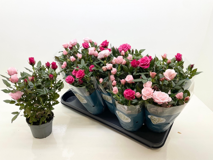 <h4>RO CHAMPAGNE STAR</h4>