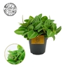 Peperomia Pixie