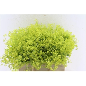 Alchemilla M Robustica