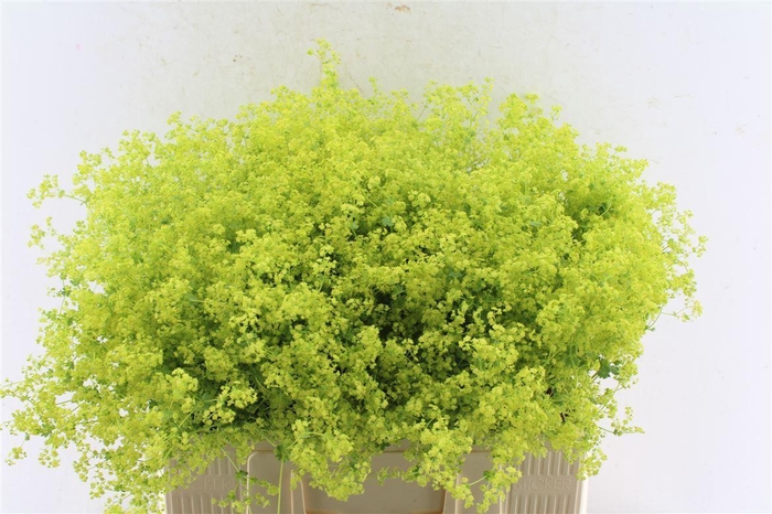 <h4>Alchemilla M Robustica</h4>