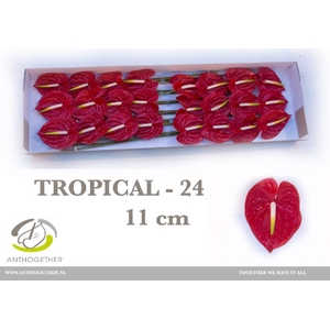 Anthurium Tropical