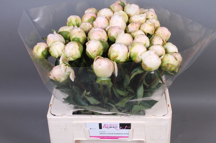 <h4>Paeonia Moon Over Barrington | XXL</h4>