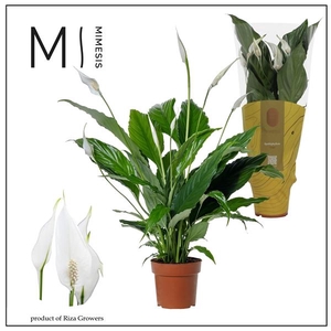 Spathiphyllum 'Sweet Chico'