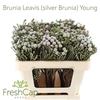 Brunia Leavis (silver Brunia) Young