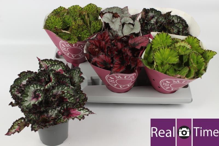 <h4>BEG BEL GEM</h4>