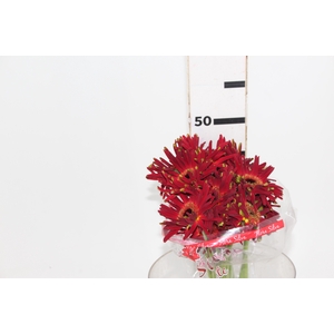 GERBERA PASTINI SOIREE < 050 CM < 10 CM DIAM