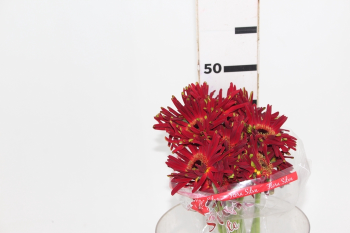 <h4>GERBERA PASTINI SOIREE < 050 CM < 10 CM DIAM</h4>