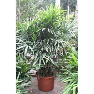 Rhapis excelsa