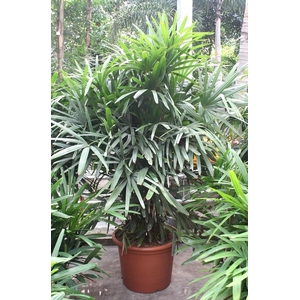 Rhapis excelsa