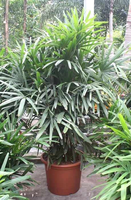 <h4>Rhapis excelsa</h4>