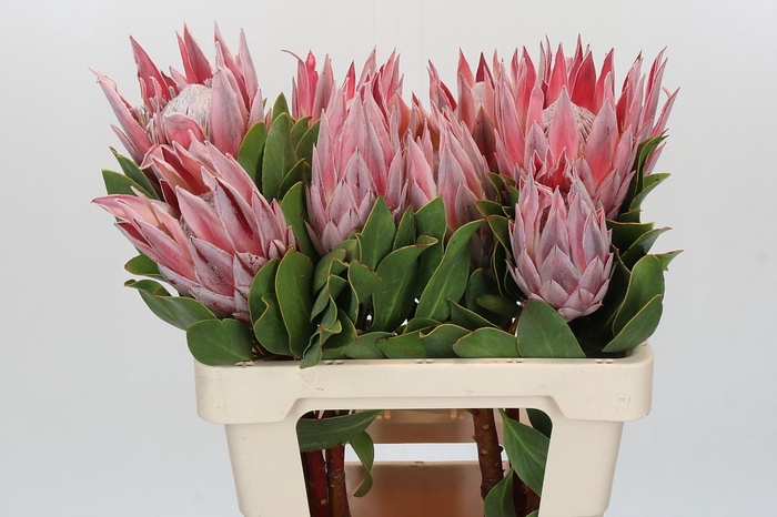<h4>PROTEA CYNAROIDES</h4>