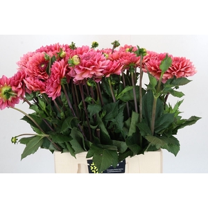 Dahlia DE 'Salmon Runner'