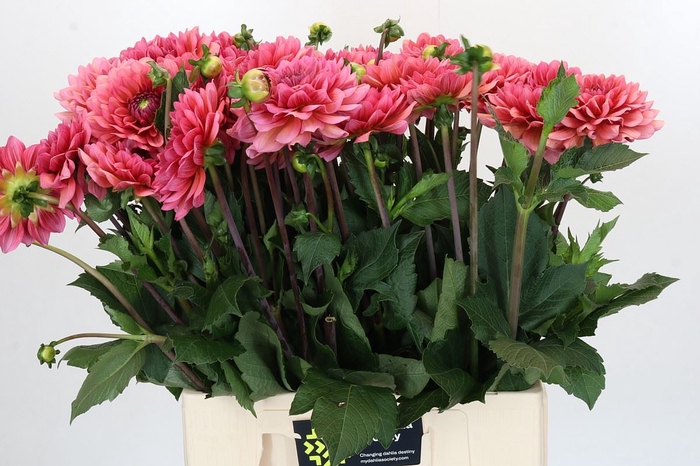 Dahlia DE 'Salmon Runner'