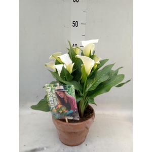 Zantedeschia  'Captain Fresco'